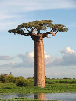 Der Baobab